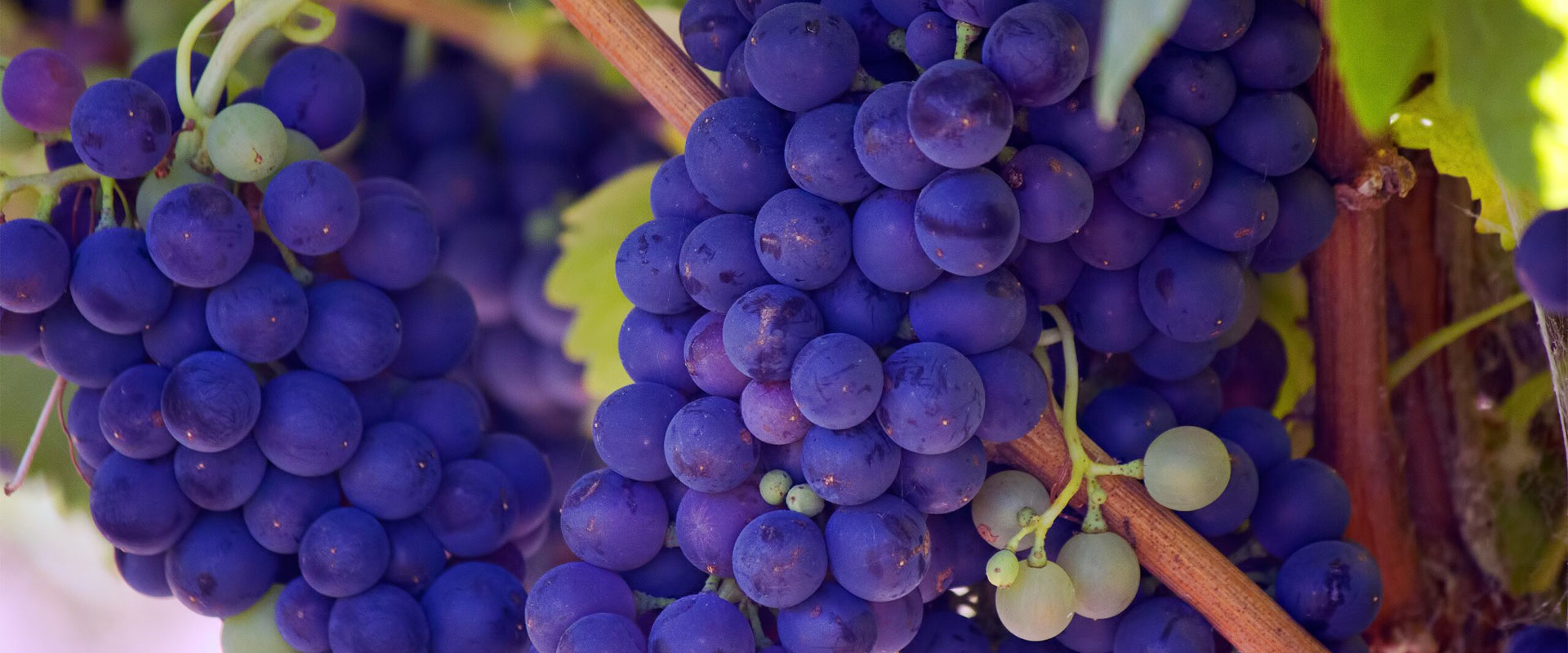 Black grapes: top 10 varieties and Italian wines | Gossip Wine
