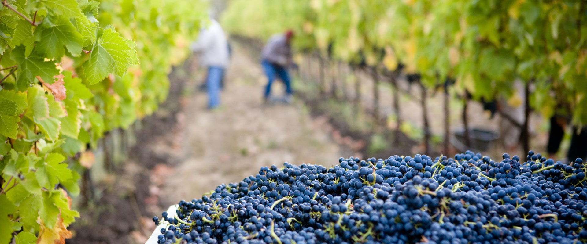 cantina ongaresca vendemmia