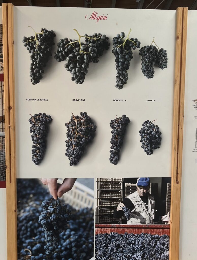 l'appassimento delle uve