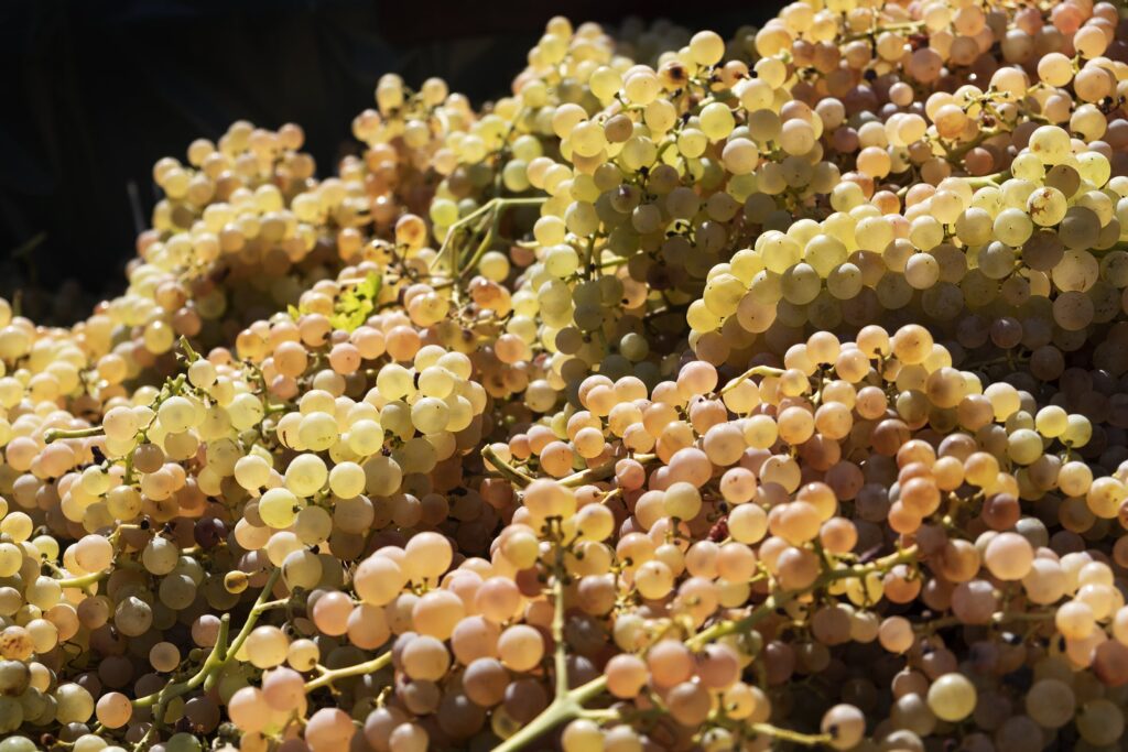 La Garganega